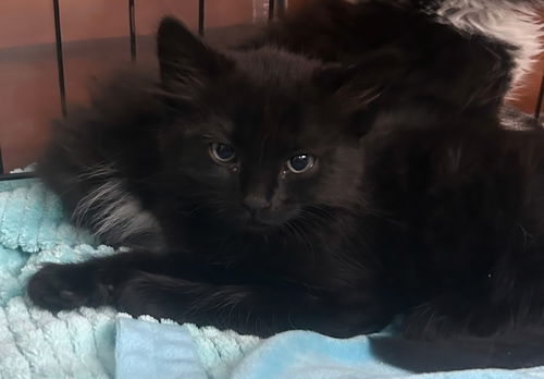 Sesame