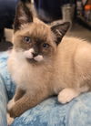 Mochi