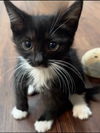 Loki