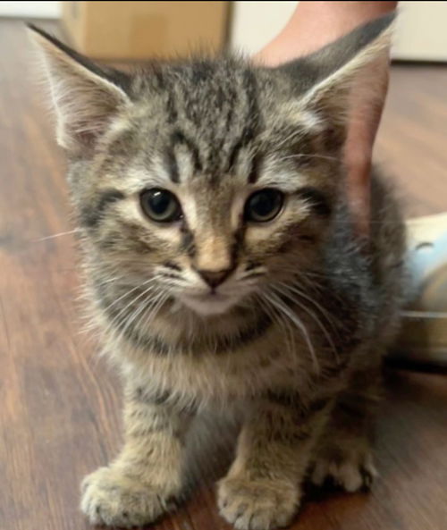 Leo