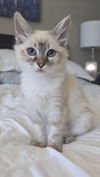 adoptable Cat in los gatos, CA named Alice