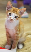 Copper