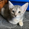 adoptable Cat in  named Shadow