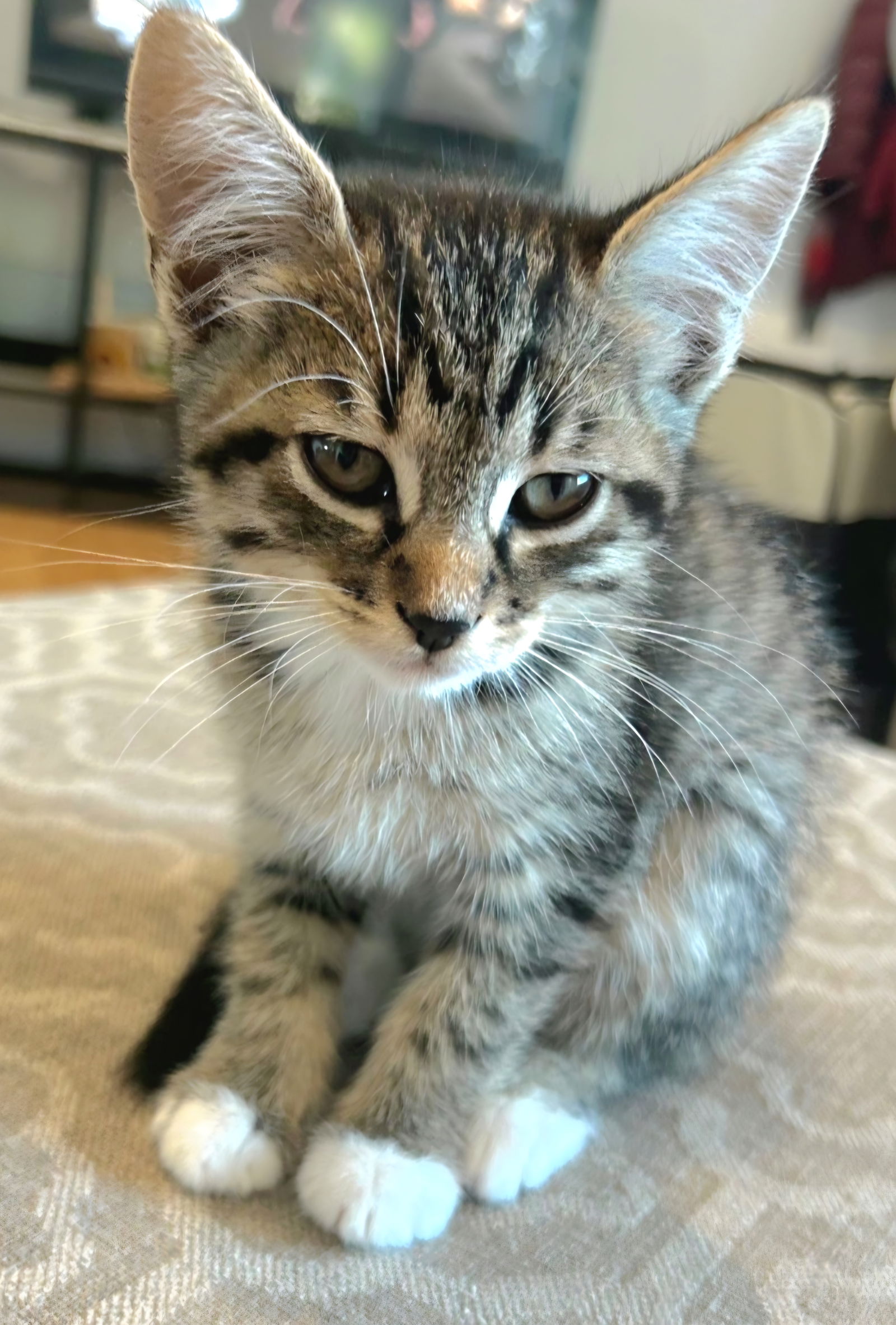 adoptable Cat in Los Gatos, CA named Benny