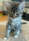 adoptable Cat in  named Teddy