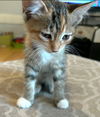 adoptable Cat in  named Sandy