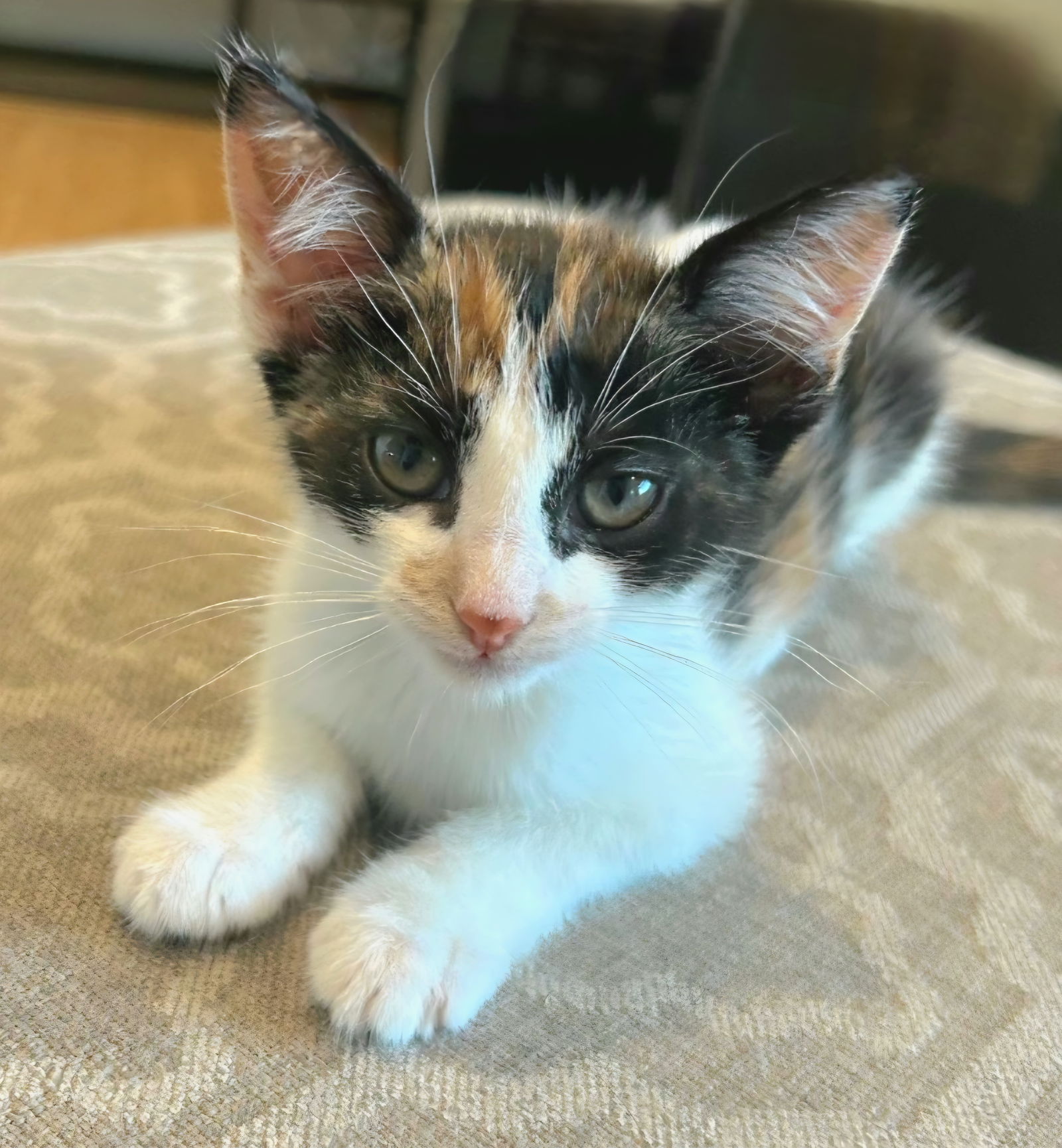 adoptable Cat in Los Gatos, CA named Dots
