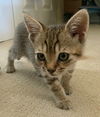adoptable Cat in  named Fred