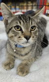 adoptable Cat in los gatos, CA named Barney