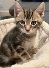 adoptable Cat in  named Ziki