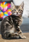 Ziki