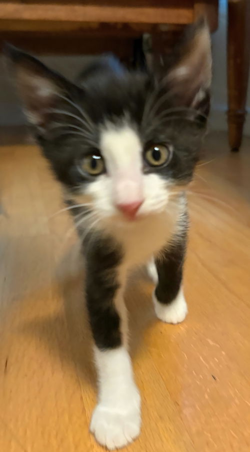 Miso