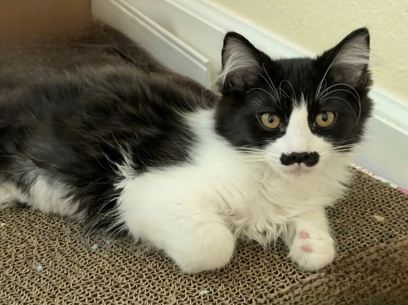 adoptable Cat in Los Gatos, CA named Charlie