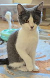 adoptable Cat in  named Bogart