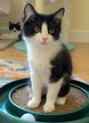 adoptable Cat in  named Cagney