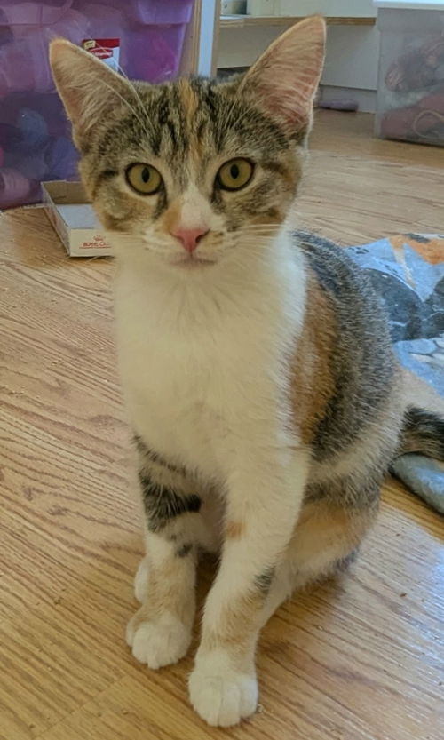 Greta