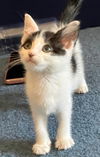 adoptable Cat in  named Penn