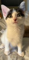 adoptable Cat in  named Penn