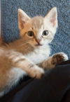 adoptable Cat in  named Houdini