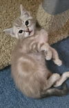 adoptable Cat in  named Houdini