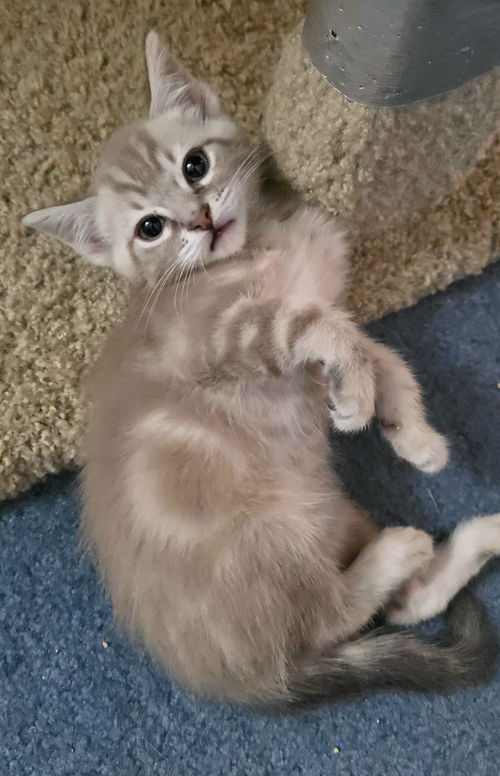Houdini