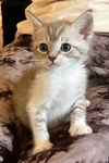 adoptable Cat in  named Teller