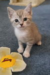 adoptable Cat in  named Teller
