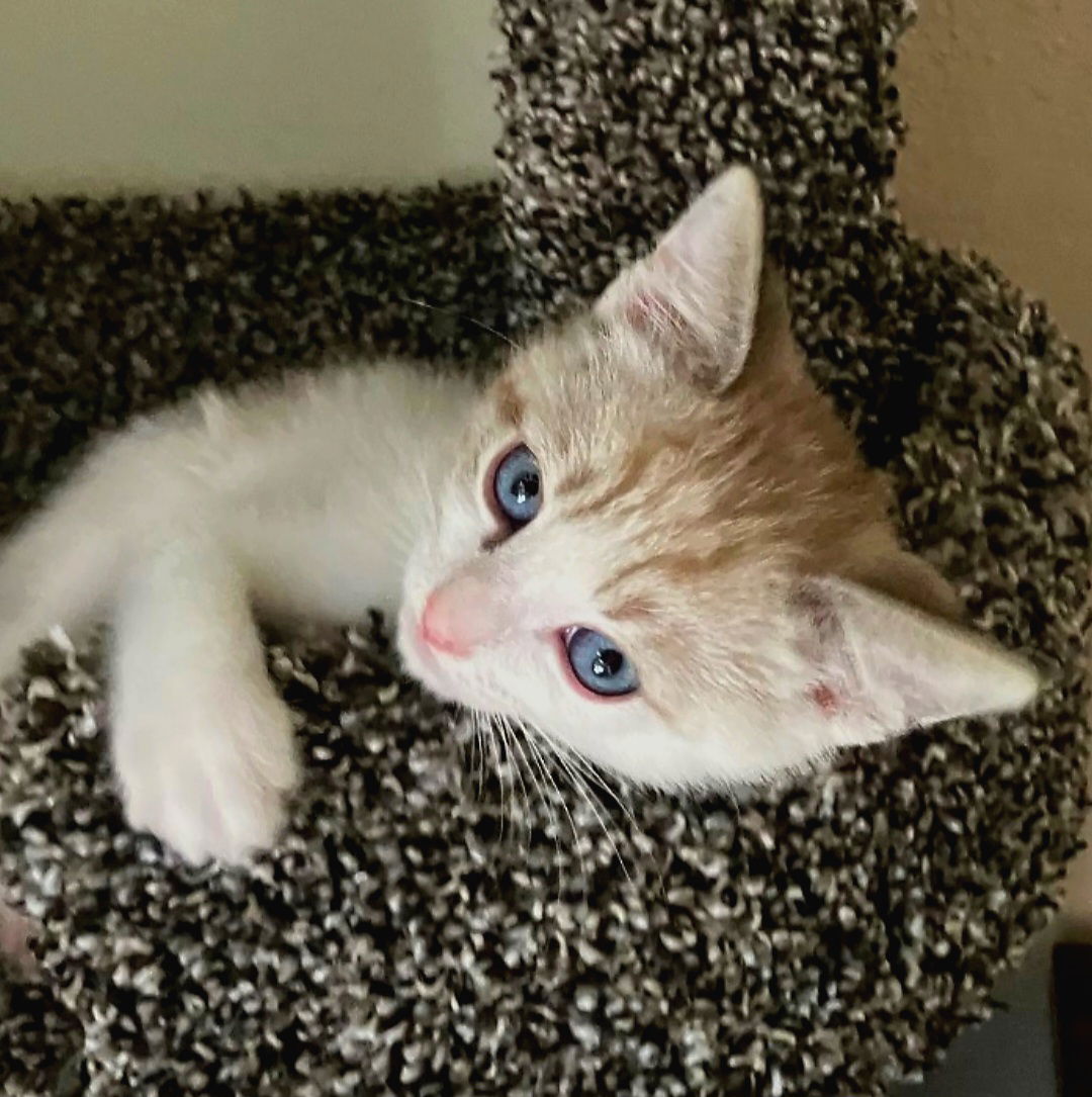 adoptable Cat in Los Gatos, CA named Moxie