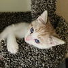 adoptable Cat in  named Moxie