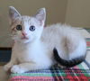 adoptable Cat in  named Moxie