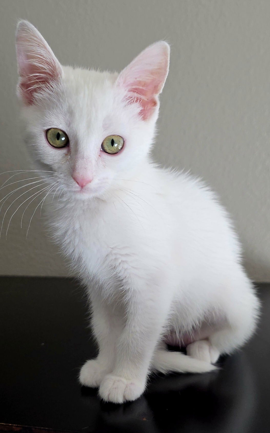 adoptable Cat in Los Gatos, CA named Sage