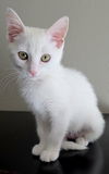 adoptable Cat in  named Sage