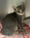 adoptable Cat in  named Kevin