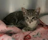 adoptable Cat in  named Kenny