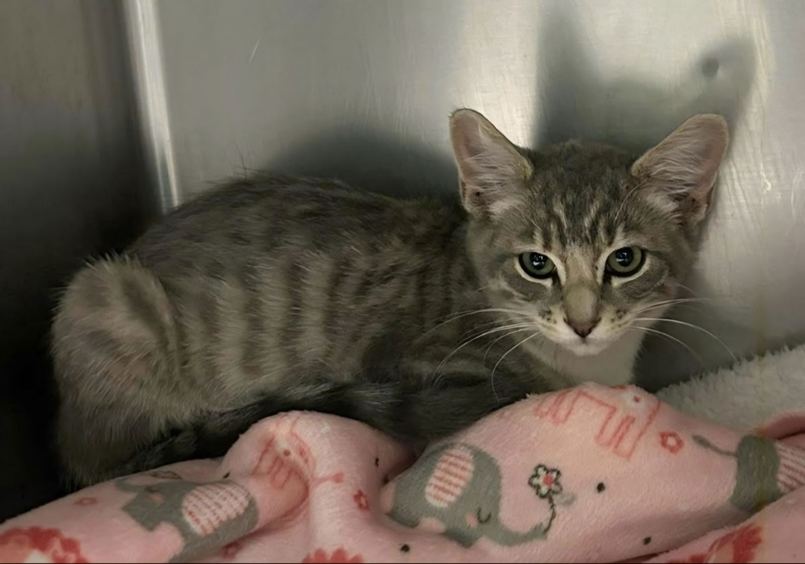 adoptable Cat in Los Gatos, CA named Katie