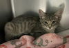 adoptable Cat in  named Katie