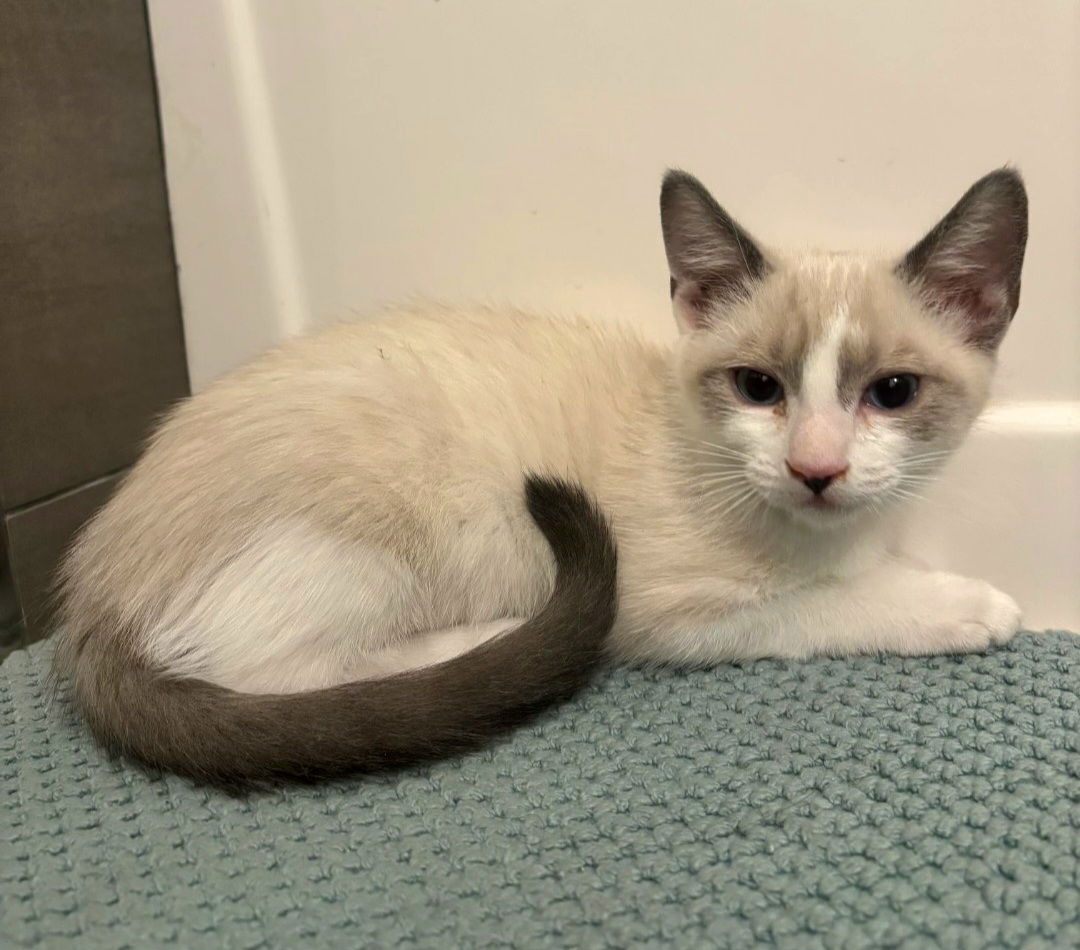 adoptable Cat in Los Gatos, CA named Daphne