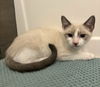 adoptable Cat in  named Daphne