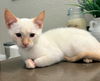 adoptable Cat in  named Milo