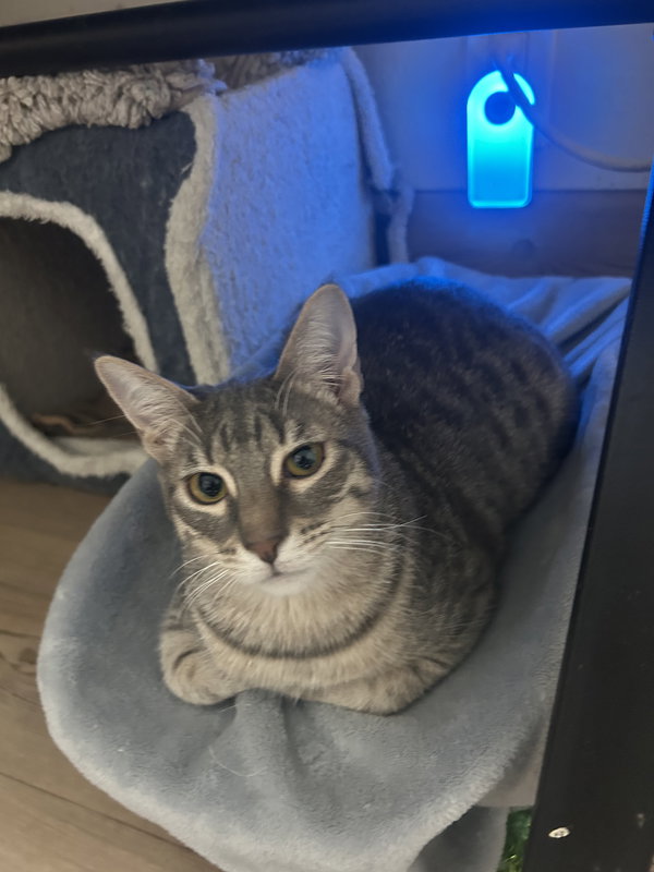 Blu