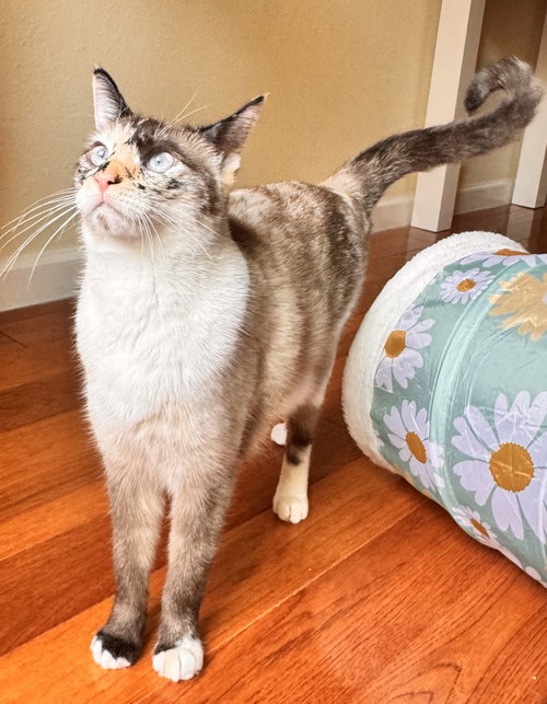 Sally, an adoptable Domestic Short Hair in Campbell, CA