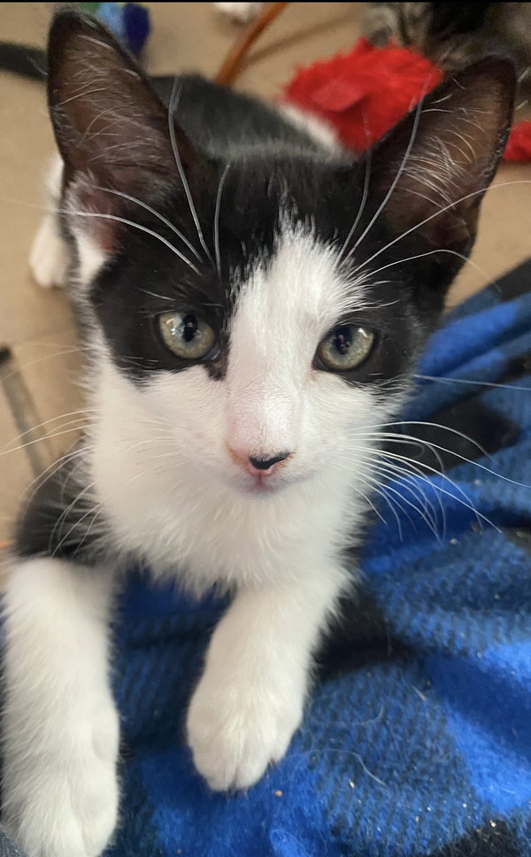 Oreo