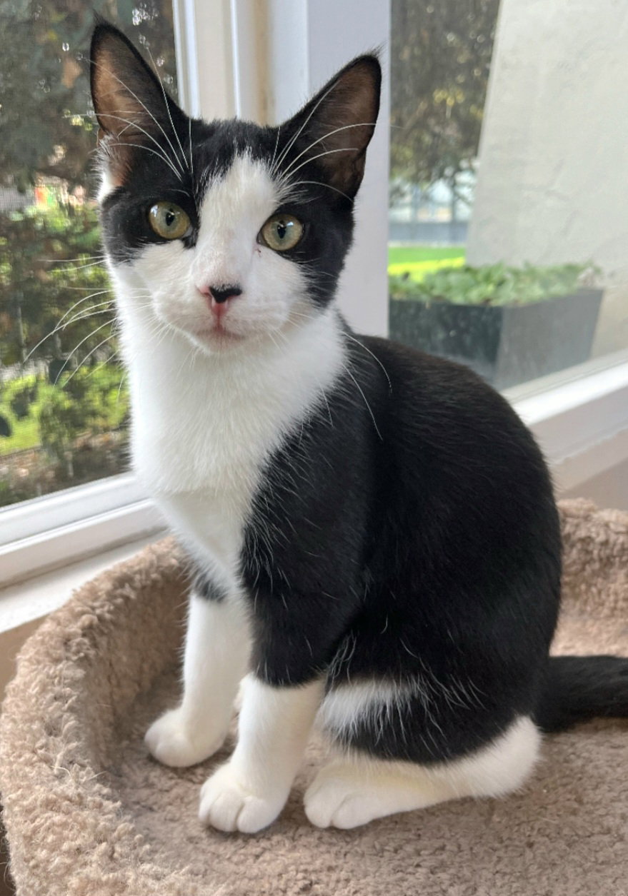 Oreo
