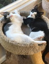 Oreo