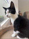 Oreo