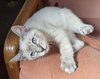 Blake