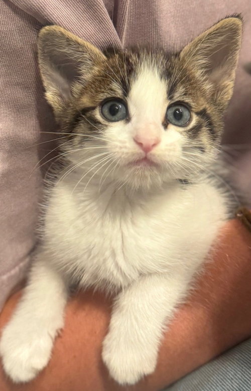 Loki