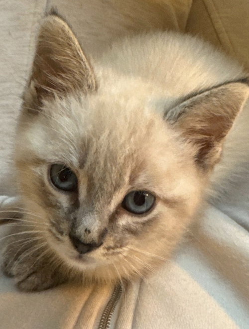 Coco