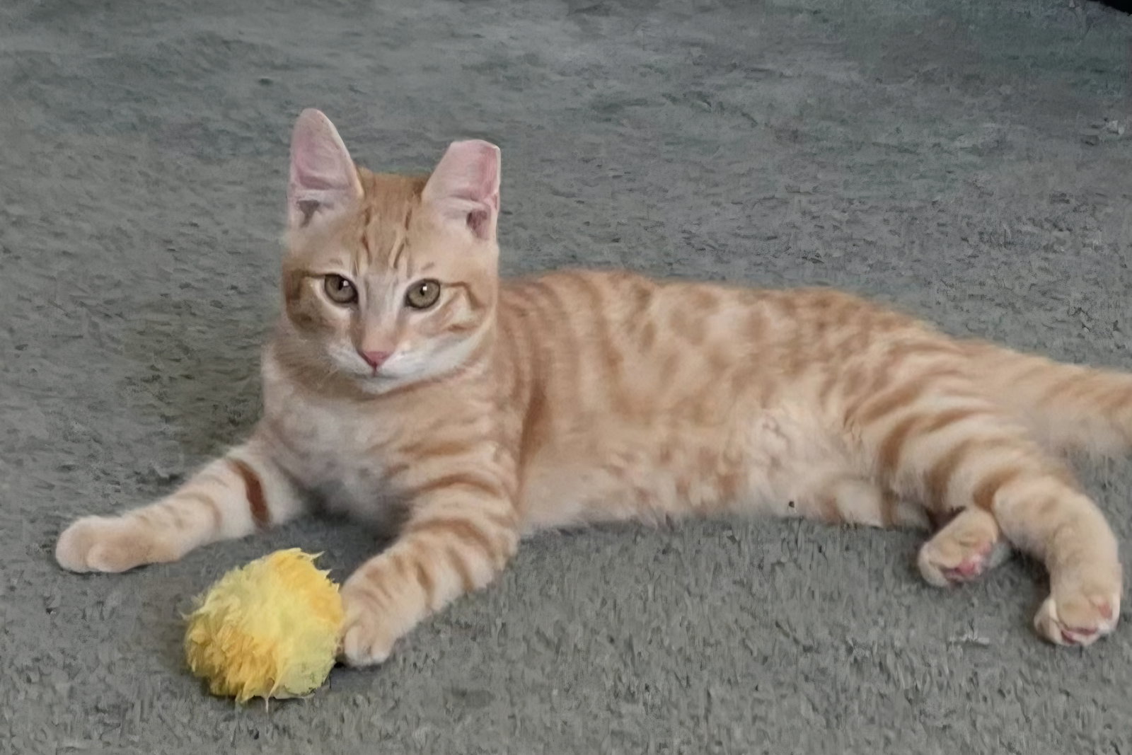 Simba
