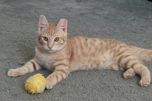 Simba